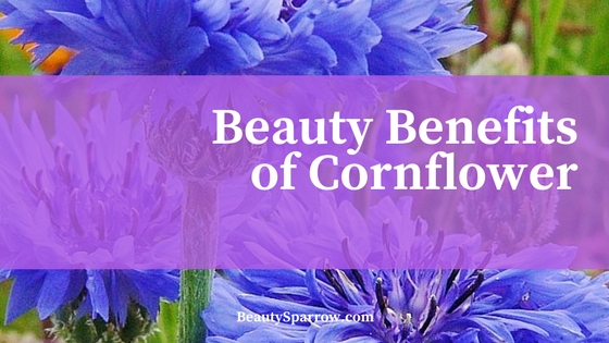 Beauty Benefits of Cornflower