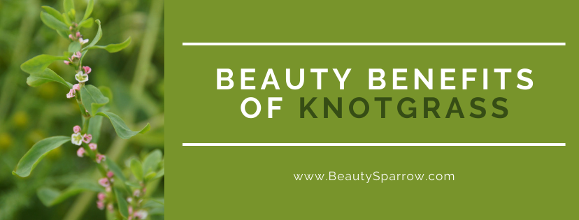 Beauty Benefits of Knotgrass